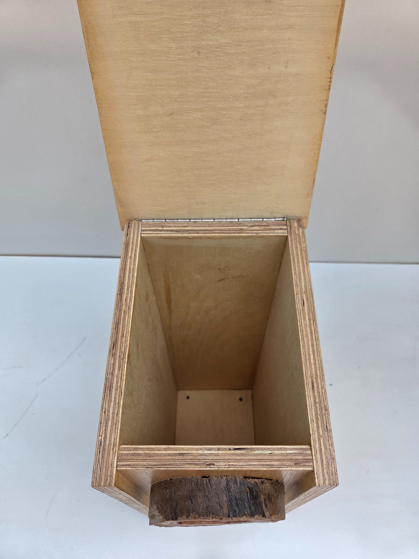 Pale Headed or Eastern Rosella