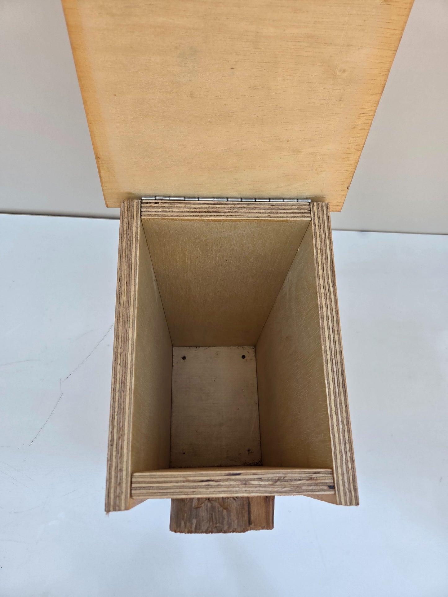 Brushtailed Phascogale