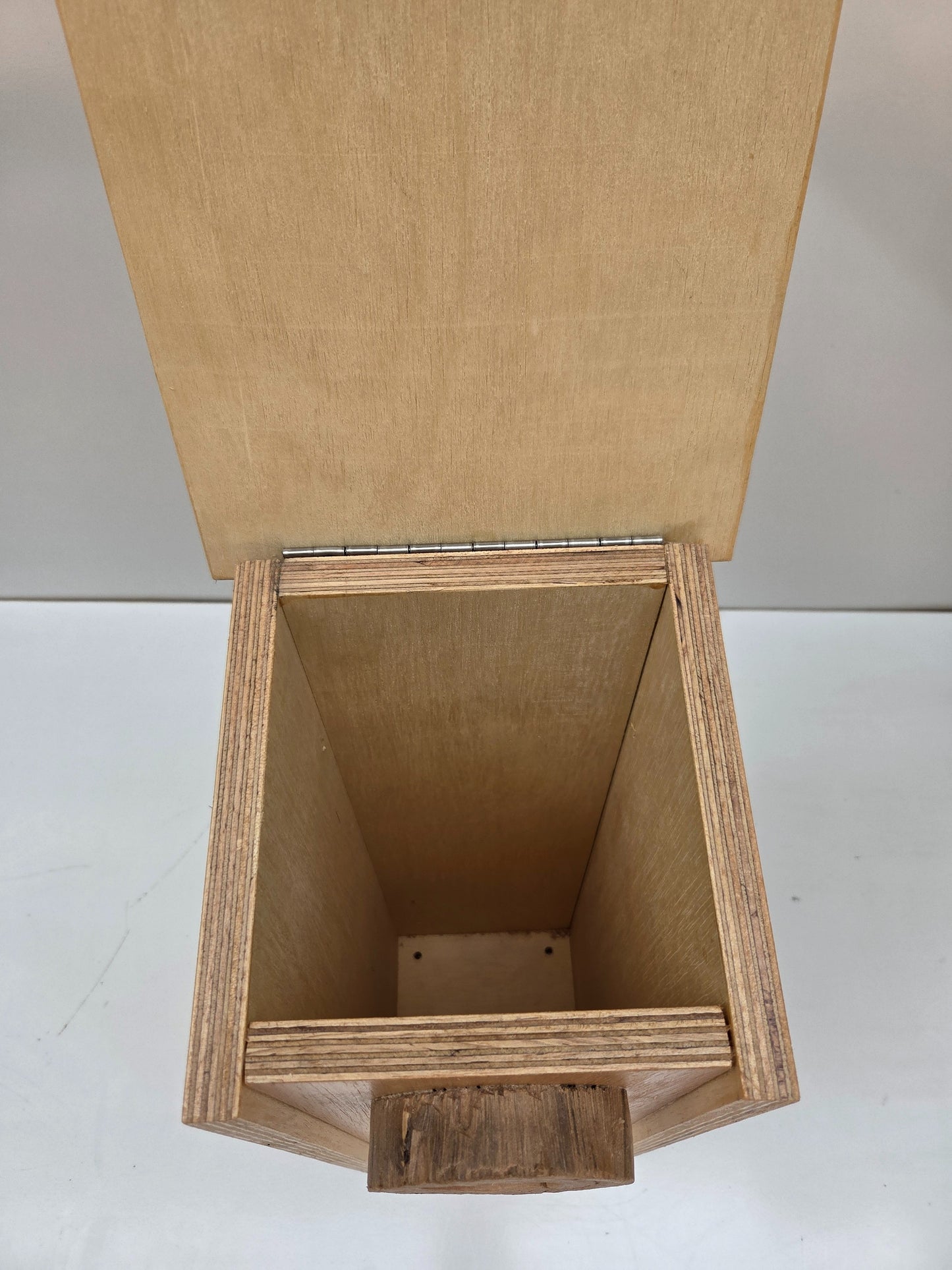 Scaly Breasted Lorikeet