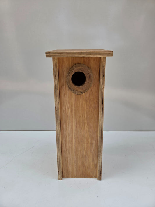 Scaly Breasted Lorikeet