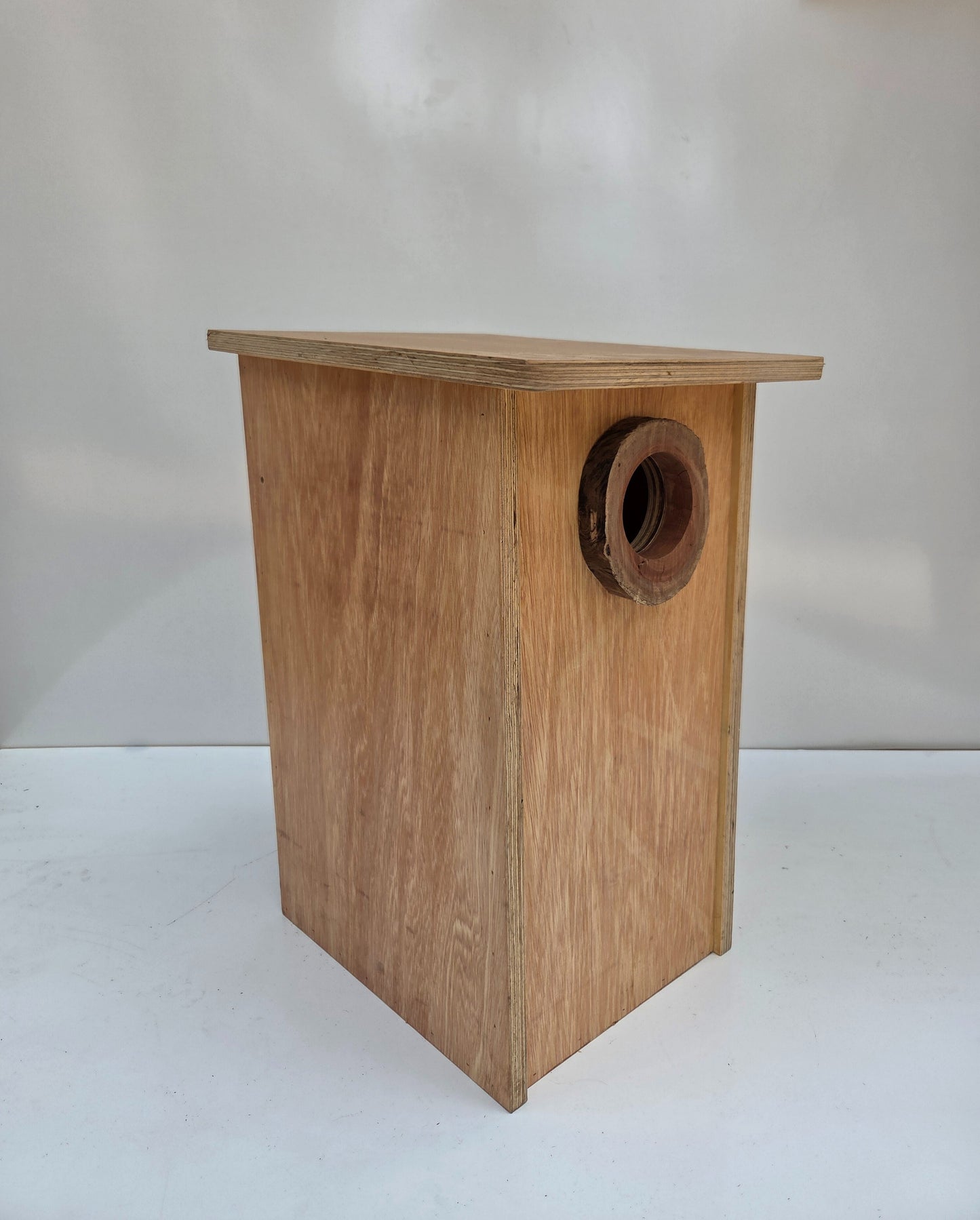 Yellow Bellied Glider