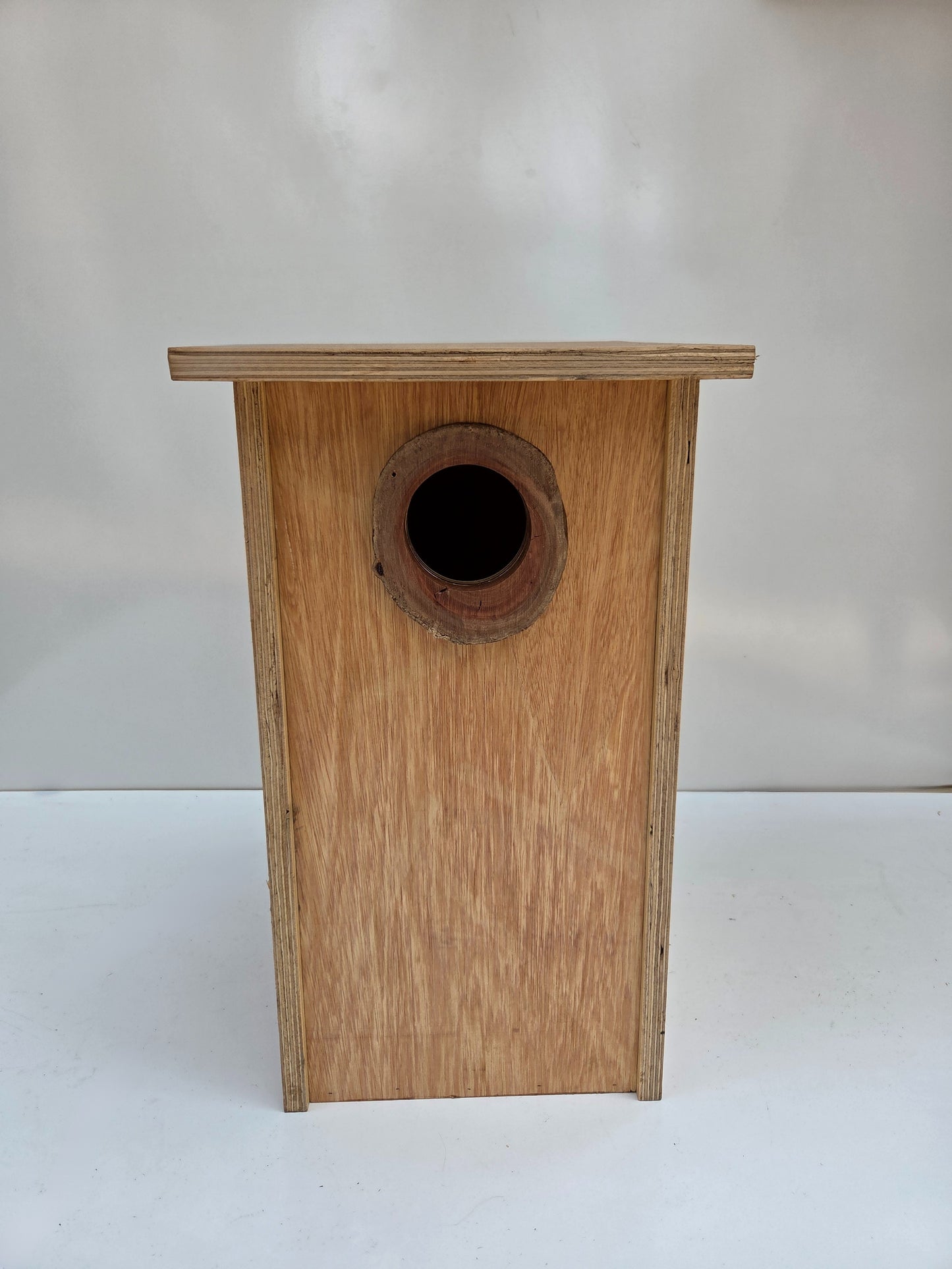 Yellow Bellied Glider