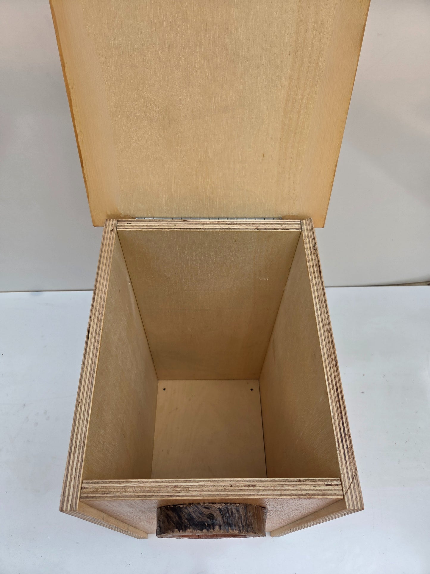 Yellow Bellied Glider